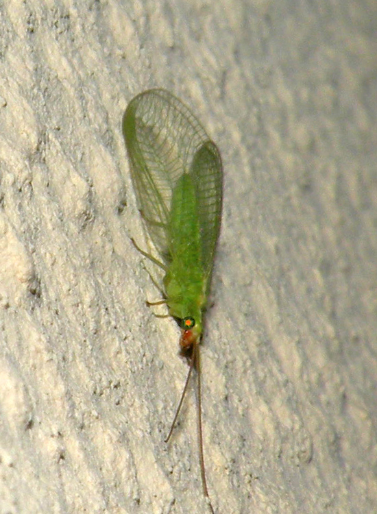 Chrysoperla e Dichochrysa dalla Turchia